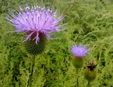 Daji Traditional Herb Medicine