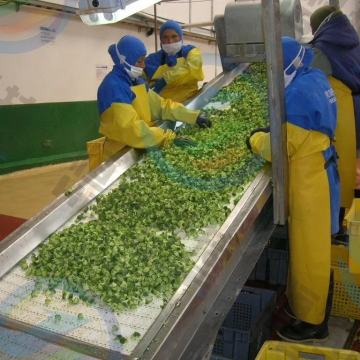 Automatic Leafy Vegetable Washing and Drying Line for Food Processing