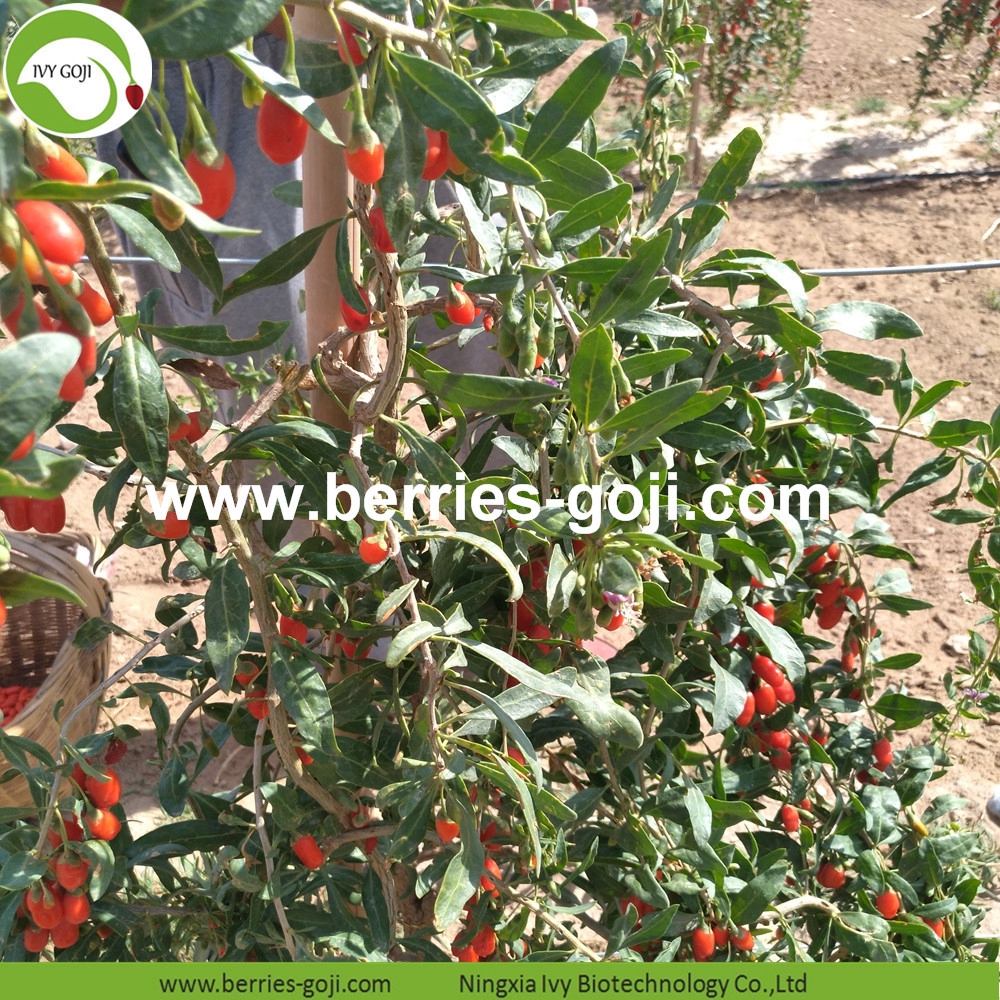 organic goji berry