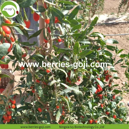 Wholesale Super Food Dried Propiedades Del Goji