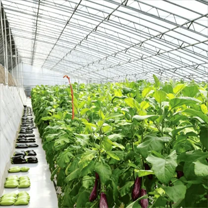 PE Greenhouse Film Medium Diffused