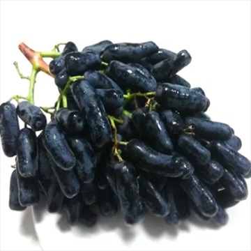 Uvas roxas Jade Tianzhu sem sementes