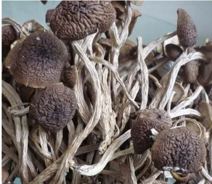 Licorice dryer equipment machine