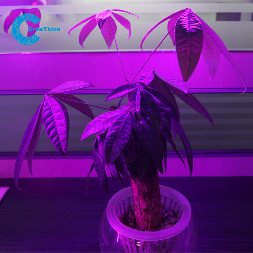 DC24V SMD 3528 Waterproof LED Grow Light Strip