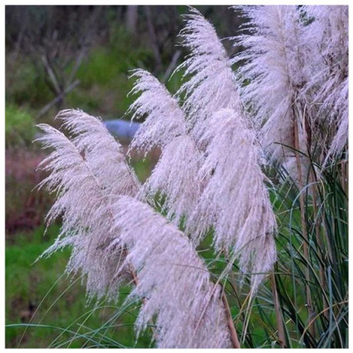 imperata cylindrica root extract sale