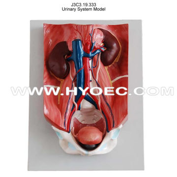 Urinary System Model-J3C3.19.333