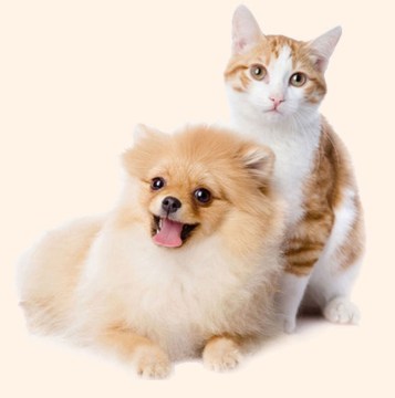 500kg Low Temperature Bake Grain Free Pet Food Production Machine