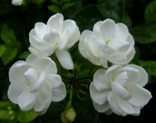 Jasmine essential oil that can reduce stretch marks