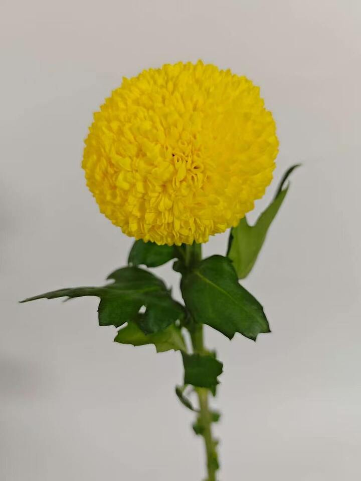 Yellow Ping Pong Chrysanthemum