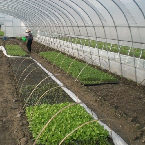 Single Greenhouse For Seedling Raising
