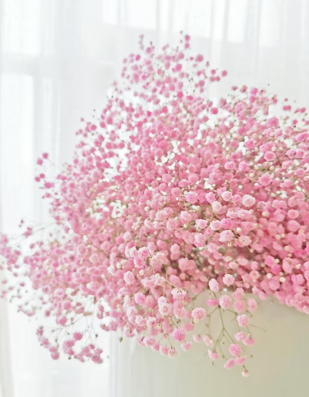 Pink Babybreath