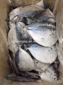 Frozen Moon Fish Mene Maculata