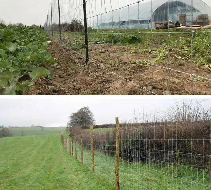 Clôture à nœuds fixes à haute tension / clôture de champ / clôture de mouton / clôture de bétail