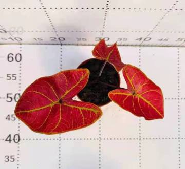 caladium hongjincan natural plants