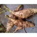 Pueraria Mirifica Extract Powder 30% Puerarin