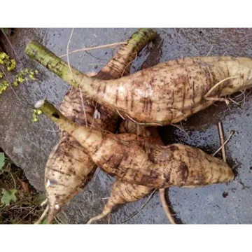 Pueraria Mirifica Extract Powder 30% Puerarin