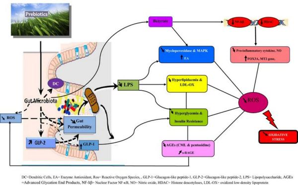 Resistant Dextrin4