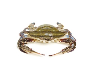 Swimming Crab Whole Sale