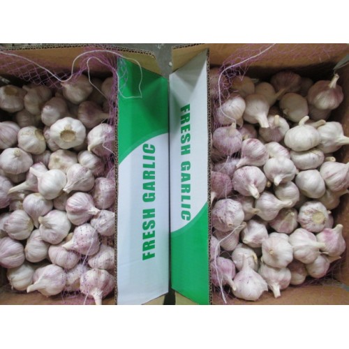 Fresh Normal Garlic Cold Storage