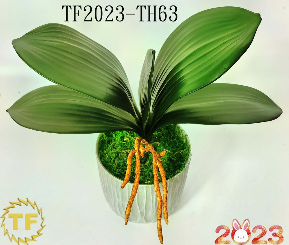 28cm EV phalaenopsis orchid leaf x 5 leaves with plastic Pot