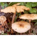 Marasmius Androsaceus Extract Fine Powder