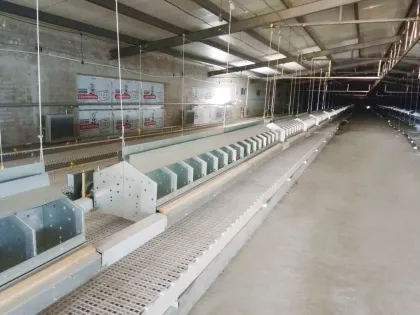 Automatic poultry breeding and egg collection box