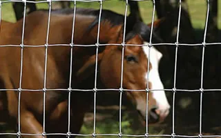 grassland fence