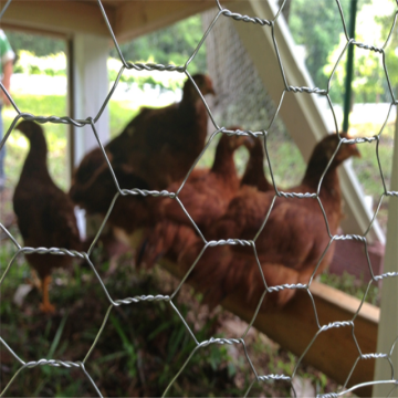 wire mesh ayam tenun galvanis yang dicelup panas