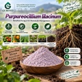 مسحوق الميكروبات Purpureocellium lilacinum لعلاج الديدان الخيطية وإدارة منطقة الجذر