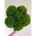 তোড়া ব্যবস্থার জন্য তাজা কাটা সবুজ কৌতুক Dianthus