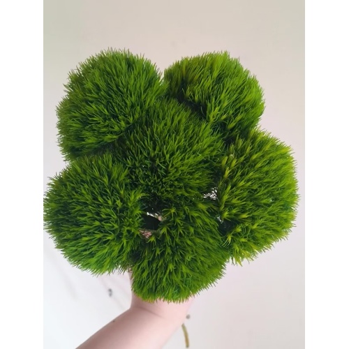 তোড়া ব্যবস্থার জন্য তাজা কাটা সবুজ কৌতুক Dianthus