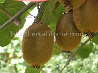 Kiwi Fruit