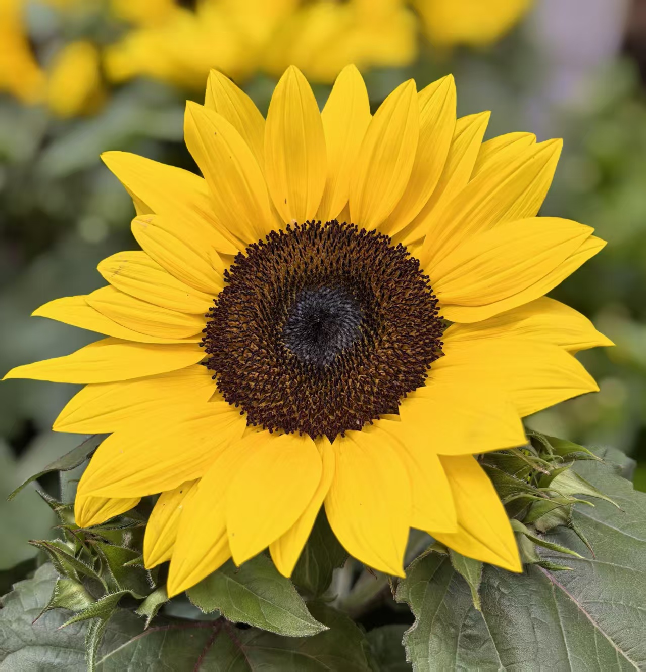 Black-centered sunflower