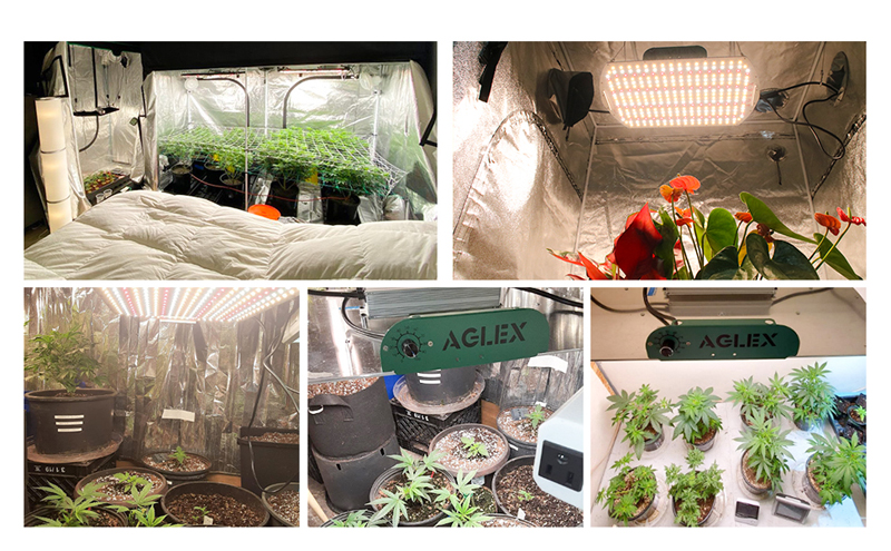 led grow light application