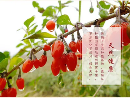 Chuanqi four seasons series goji berries green