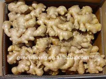 100g-300g Chinese half-dried ginger in cold house