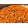 China Marigold Extract Lutein CWS Manufactory