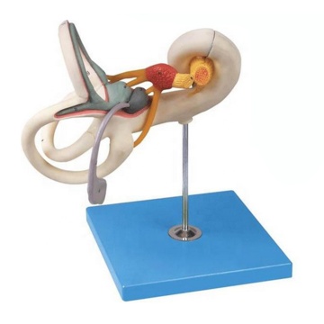 SC-A1057 Inner Ear Labyrinth Magnified Anatomy Teaching Manikin Medical Model