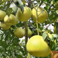 Pomelo Extracto Naringenin 98% en polvo
