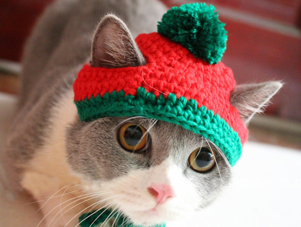 Pet Cat Hat