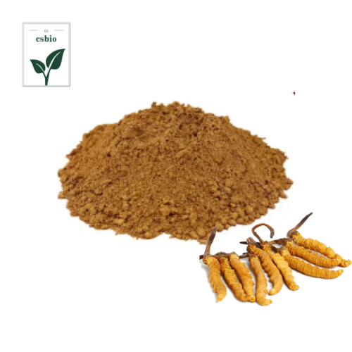 High Quality Cordyceps Militaris Extract