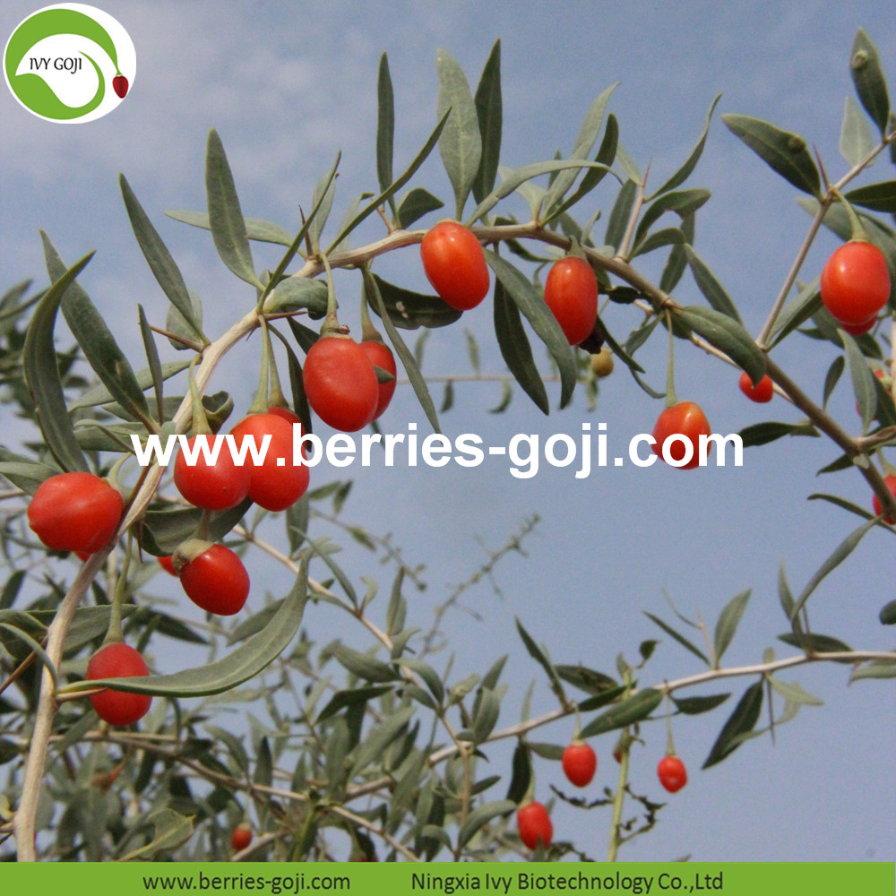  Goji Berry