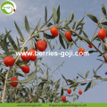 Factory Supply Super Food Dried red Goji Berries