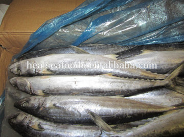 frozen mackerel king fish seer fish queen fish