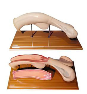 Anatomical model of bovine uterus