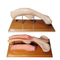 Modelo anatómico de útero bovino