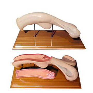 Anatomical model of bovine uterus