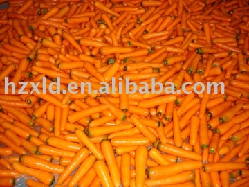 fresh carrot