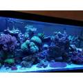 NEW LED Aquarium Planted Light for Fish