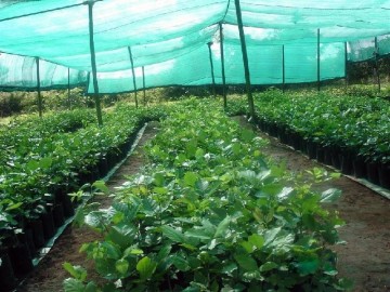 Plastic Fruit Fly Nets